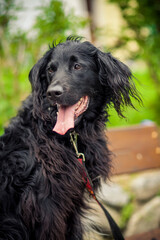 Portrait von einem Falt coated Retriever vor Blumen. Hund lächelt draußen im Frühling