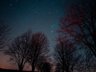 Night sky with trees. © pixelsinpicture