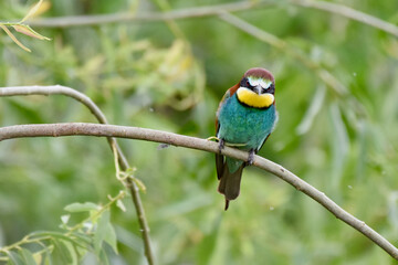 Merops apiaster - European bee-eater