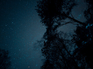 Night Sky with trees © pixelsinpicture