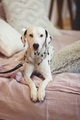 Obraz premium Dalmatian dog indoors
