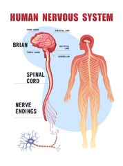 human nervous system educational scheme