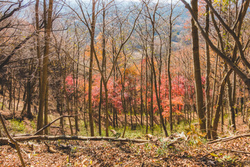 山に生えた紅葉