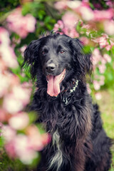 Portrait von einem Falt coated Retriever vor Blumen. Hund lächelt draußen im Frühling