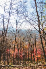 山に生えた紅葉