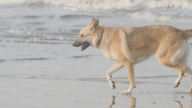 beautiful Alsatian german shepherd dog running in the sea slow motion