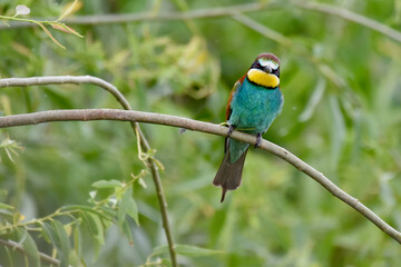 Merops apiaster -European bee-eater