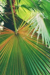 Washingtonia filifera, also known as California fan palm