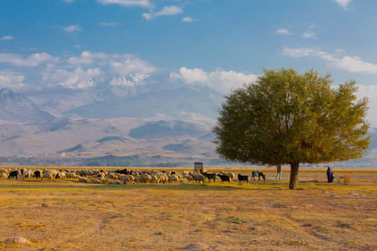 Develi Bilder Durchsuchen 230 Archivfotos, und Videos