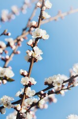 Branches of a blossoming fruit tree on a background of blue sky	