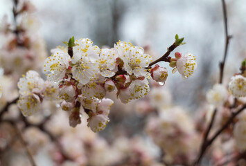 Spring blooming apricot branch in the rain