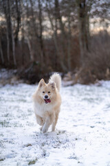 Samojede  Hund im Schnee