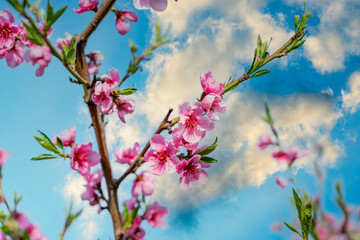 Pink Flowers Blooming Peach Tree at Spring. Bright Blue Sky as Background. Beautiful peach blossom....