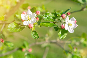 Beautiful blooming apple trees in spring park close up. Apple trees flowers. the seed-bearing part of a plant, consisting of reproductive organs. Blooming apple tree. Spring flowering of trees. toned