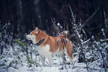 Shiba Inu steht im Schnee im Wald.