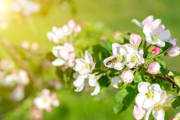 Beautiful blooming apple trees in spring park close up. Apple trees flowers. the seed-bearing part of a plant, consisting of reproductive organs. Blooming apple tree. Spring flowering of trees. toned