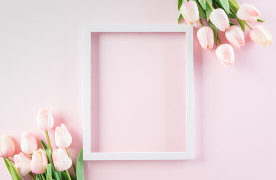 Happy women's day concept, pink tulips with white picture  frame on pastel background.
