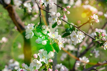 Obraz na płótnie Canvas Beautiful blooming apple trees in spring park close up. Apple trees flowers. the seed-bearing part of a plant, consisting of reproductive organs. Blooming apple tree. Spring flowering of trees. toned