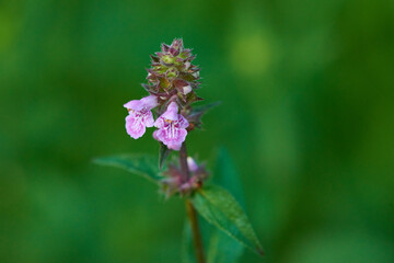 Sumpf-Ziest (Stachys palustris)