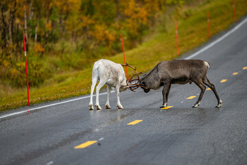 Reindeers on the road in north Norway