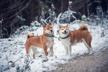 Zwei Schiba Inus stehtn im Schnee im Wald.
