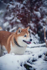 Happy red shiba inu in the snow. Dog in in winter walk in the forest