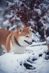 Happy red shiba inu in the snow. Dog in in winter walk in the forest