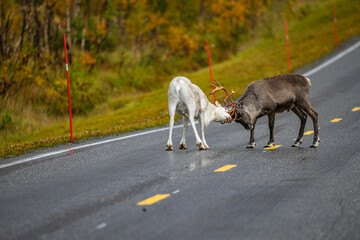 Reindeers on the road in north Norway
