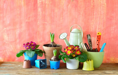 gardening in the springtime, young primula and hyacinth flowers with gardening tools, good copy space