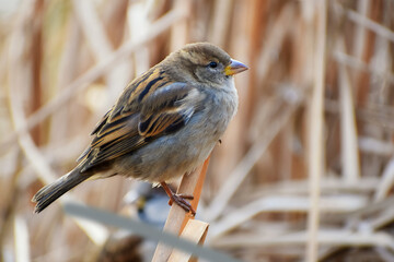 Sparrow in the city Park