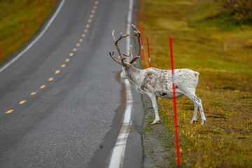 Reindeers on the road in north Norway