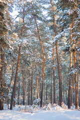 Winter fairy snowy forest.