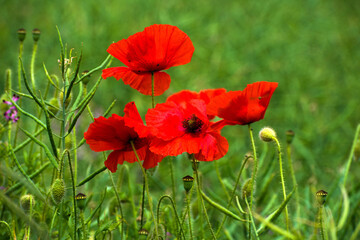 Poppies in Summertime
