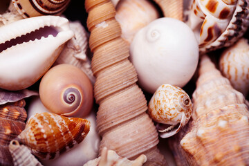 a lot of different empty sea shells on background, macro details