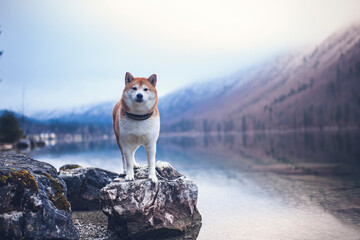 Shiba Inu steht auf einem Stein neben einem See.