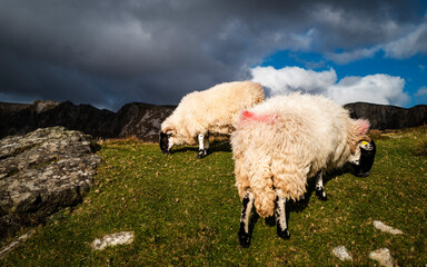 Slieve League County Donegal in Irland Schafe