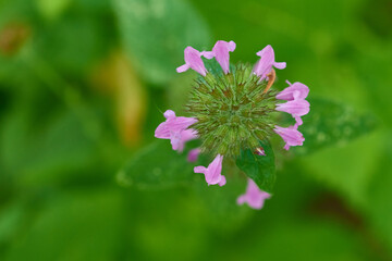 Gemeiner Wirbeldost (Clinopodium vulgare)