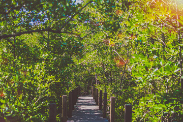Mangrove forest, green trees at the estuary of the river. This is a beautiful and refreshing nature pictures on a clear day.