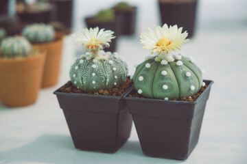 The cactus is blooming beautiful yello, astrophytum