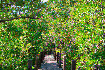 Obraz premium Mangrove forest, green trees at the estuary of the river. This is a beautiful and refreshing nature pictures on a clear day.