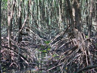Mangrove root, the Stilt roots or  prop roots grow in the places where freshwater mixes with seawater and mud deposits