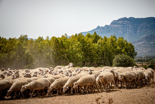 SARDEGNA GUSPINI