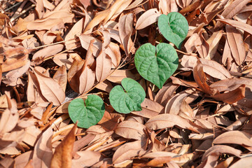 Four green heart-shaped leaves 