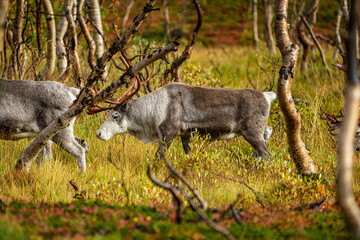 Reindeers between dwarf birches in north Norway