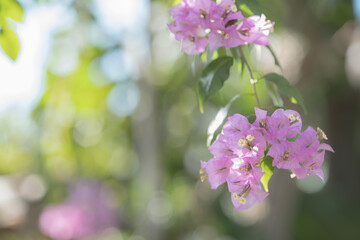 やわらかい光につつまれたブーゲンビリア