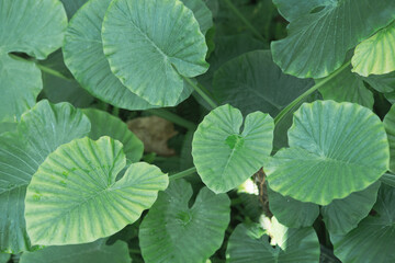 緑が美しい大きな葉