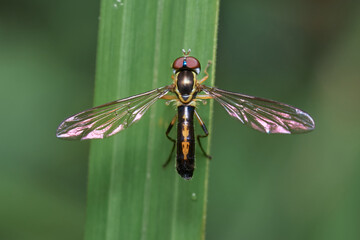 Sifter fly perched on grass