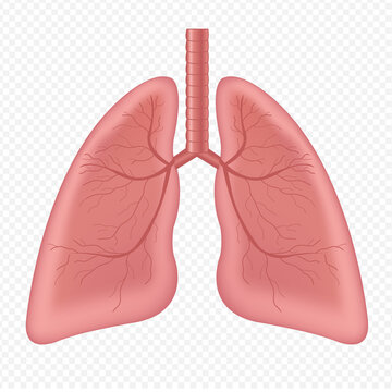 Lungs Human Internal Organ Isolated White Background With Gradient Mesh, Vector Illustration
