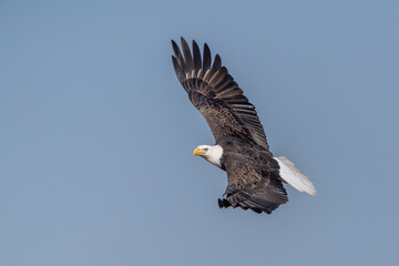 Bald Eagle Flying Against Blue Sky Background