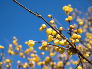 冬晴れの日の満開のロウバイ　1月